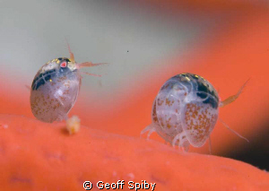two tiny amphipods on a red gorgonian fan, False Bay, Cap... by Geoff Spiby 